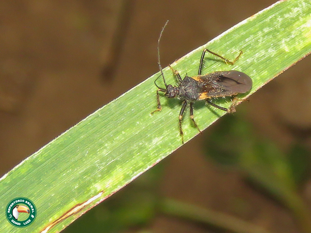 Diplosiacanthia