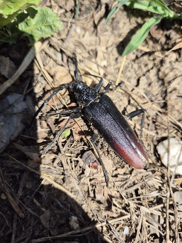 Great capricorn beetle