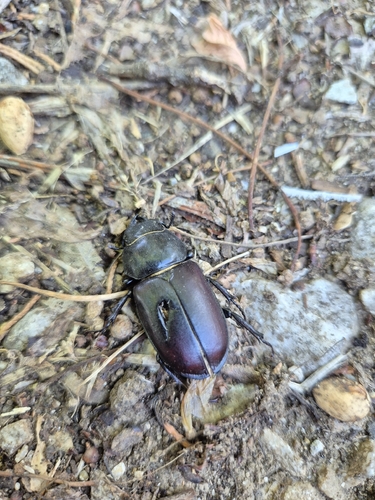 European Stag Beetle