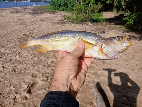 Bangamary (Macrodon ancylodon) — Sciaenidae — 2