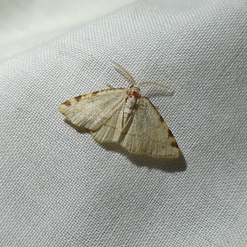 Dorset Cream Wave