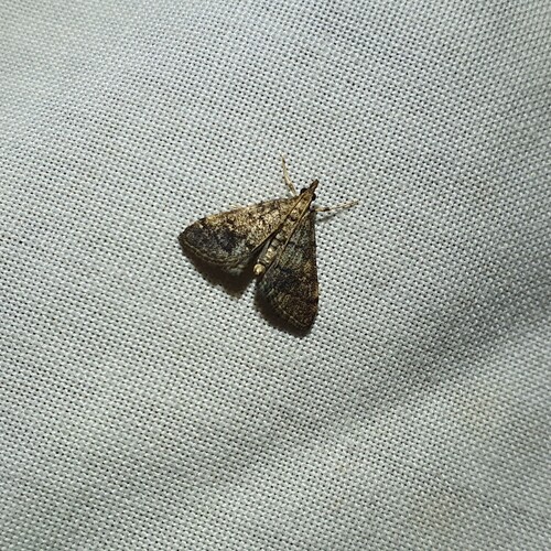 Metasia cuencalis