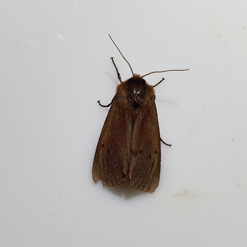 Ruby Tiger Moth