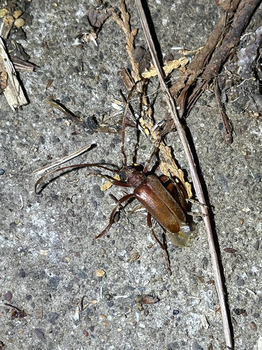 Apatophysis, 2026-06-28