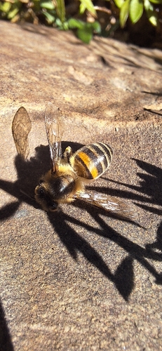 Western Honey Bee