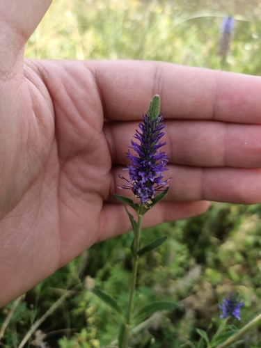 Veronica orchidea