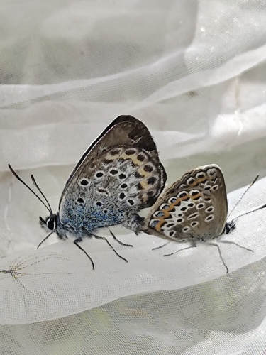 Silver-studded Blue