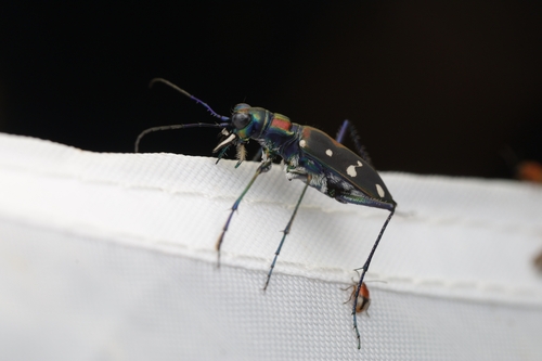 Cosmodela separata