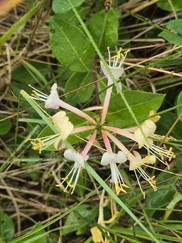 Common Honeysuckle