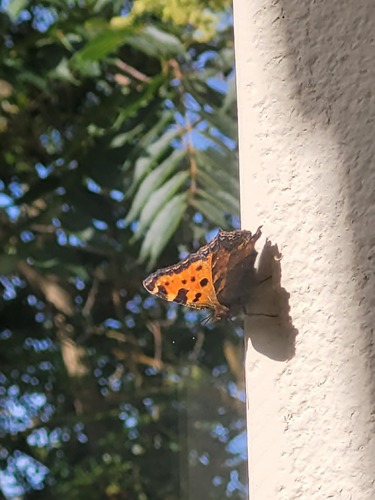 Large Tortoiseshell