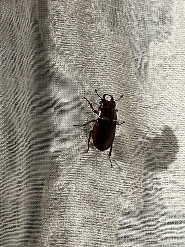 Reddish-brown Stag Beetle