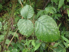 Rubus wallichianus