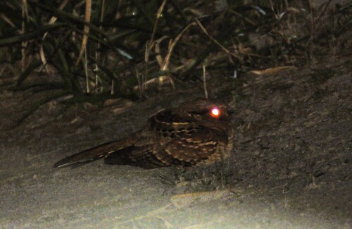 Common Pauraque