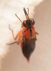 Psilidae