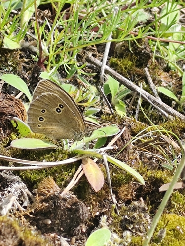 Ringlet