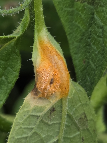 Puccinia symphyti-bromorum