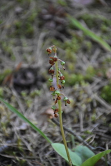 (c) Игорь Васильев, some rights reserved (CC BY) Pyrola media, photograph (c) Игорь Васильев, some rights reserved (CC BY)