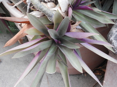 Tradescantia spathacea