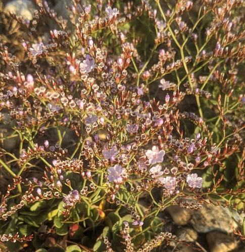 Limonium duriusculum, photograph 3