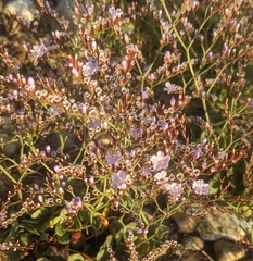 Limonium duriusculum, photograph (c) Richard Shirky, some rights reserved (CC BY)