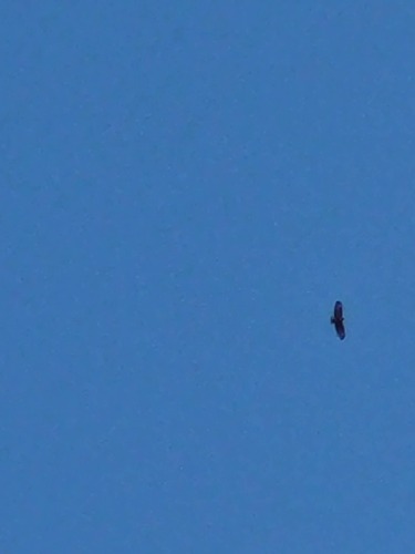 Common Buzzard