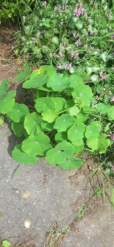 garden nasturtium