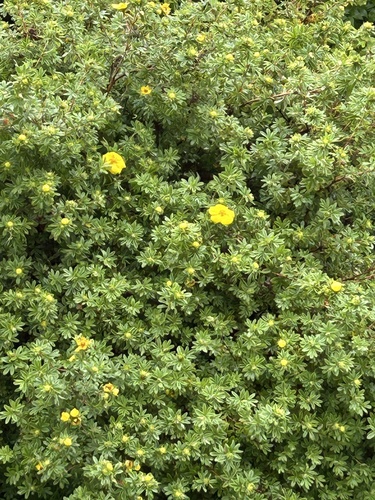 shrubby cinquefoil
