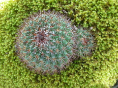 Mammillaria rhodantha fera-rubra