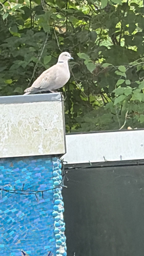 Eurasian Collared-Dove
