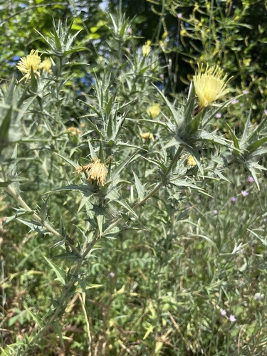 woolly distaff thistle