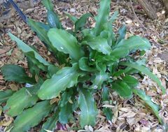 Veltheimia bracteata