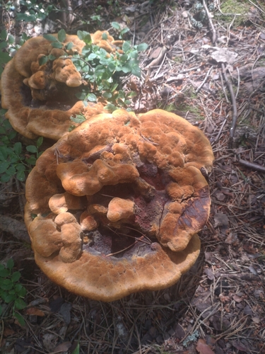 Dyer's Polypore