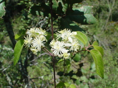 Clematis dioica