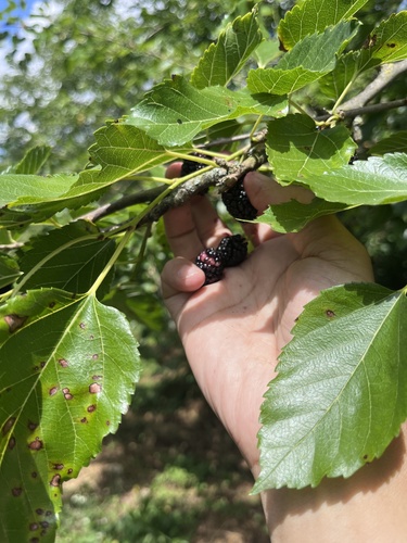 white mulberry