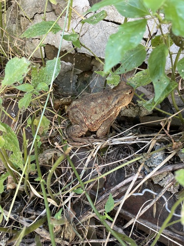 European Toad
