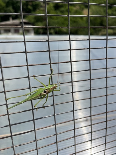 Great Green Bush-cricket