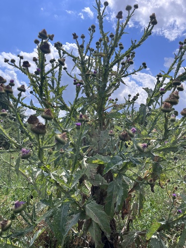 cotton thistle