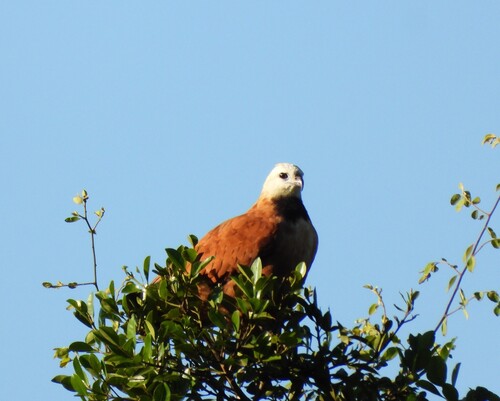Black-collared Hawk