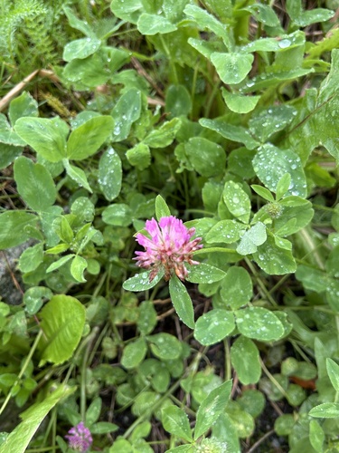 Red Clover