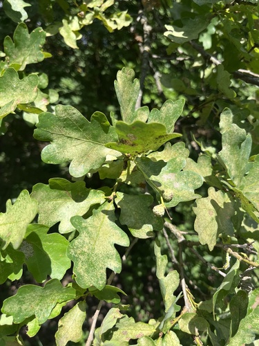 English oak