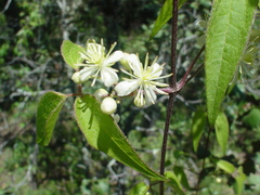Clematis dioica