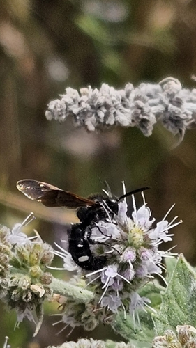 Scolia sexmaculata