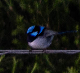 Superb Fairywren