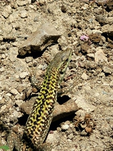 Italian Wall Lizard