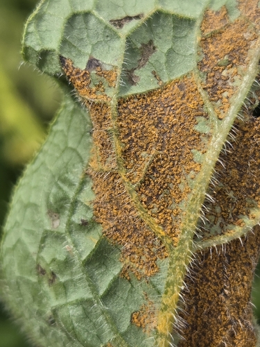 Comfrey Rust
