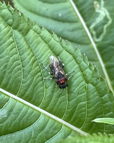 Alder Sawfly, Nationaal Park De Biesbosch, Werkendam, Noord-Brabant, NL, photo 9 of 10