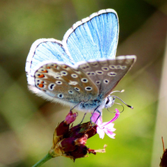 Polyommatus bellargus