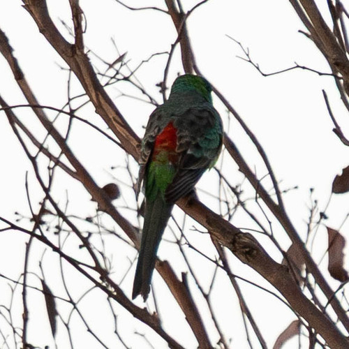 Red-rumped Parrot