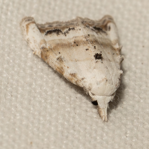 Jersey Black Arches