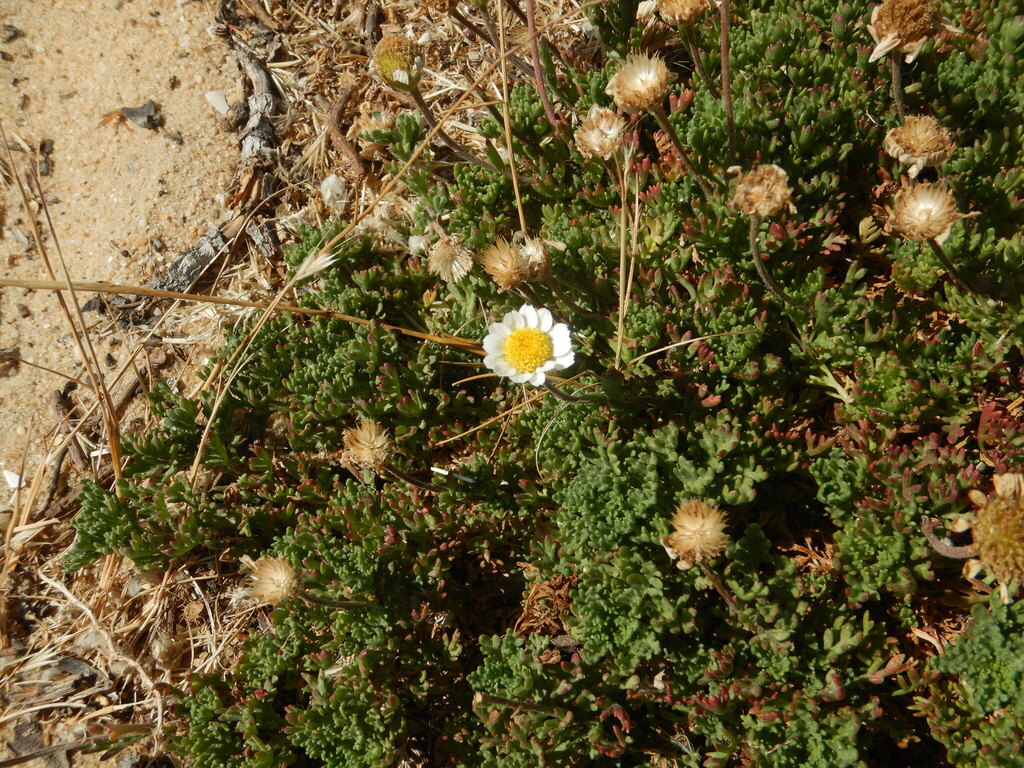 Anthemis maritima; photograph (c) Duarte Frade, some rights reserved (CC BY)